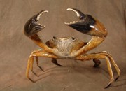 crab-sculpture-3