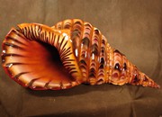 shell-sculpture (1)